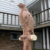 eagle_perch2w