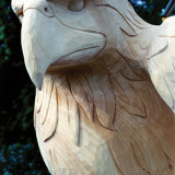 ginko_eagle2_w