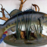 BlueRibbon_Fish