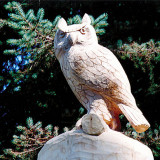 owl_seq19_w