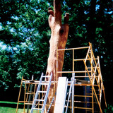 owl_tree3_w